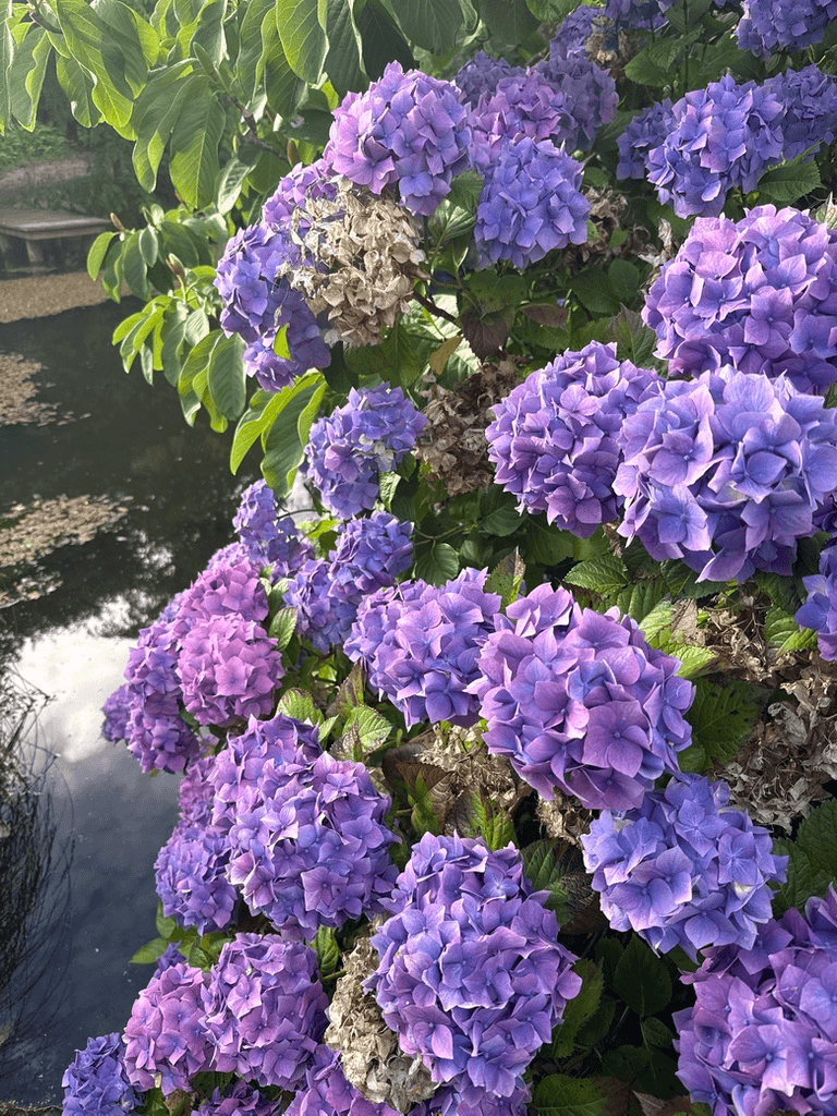 A hydrangea photographed for identification
